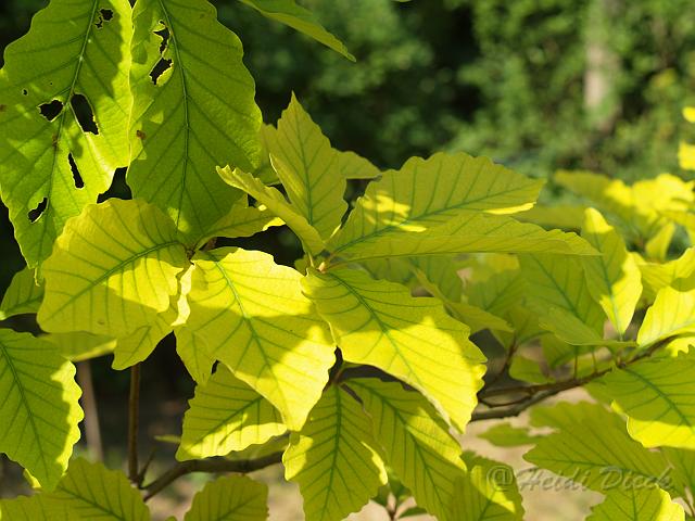 Quercus prinus.jpg